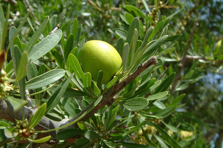 Kamilah护肤精油 -「液体黄金」Argan Oil 摩洛哥坚果油