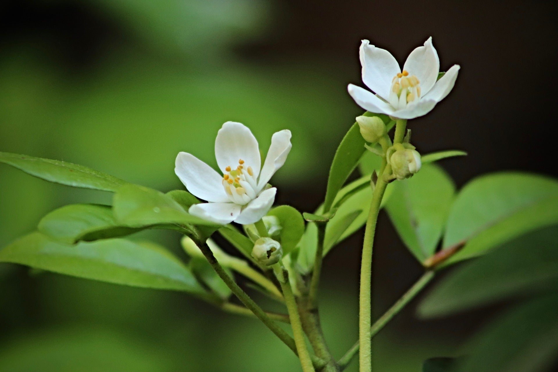 Kamilah护肤精油 - 大自然馈赠给女性的最贴心的礼物之一, Neroli Oil 苦橙花精油 – Blog.beautystouch.com